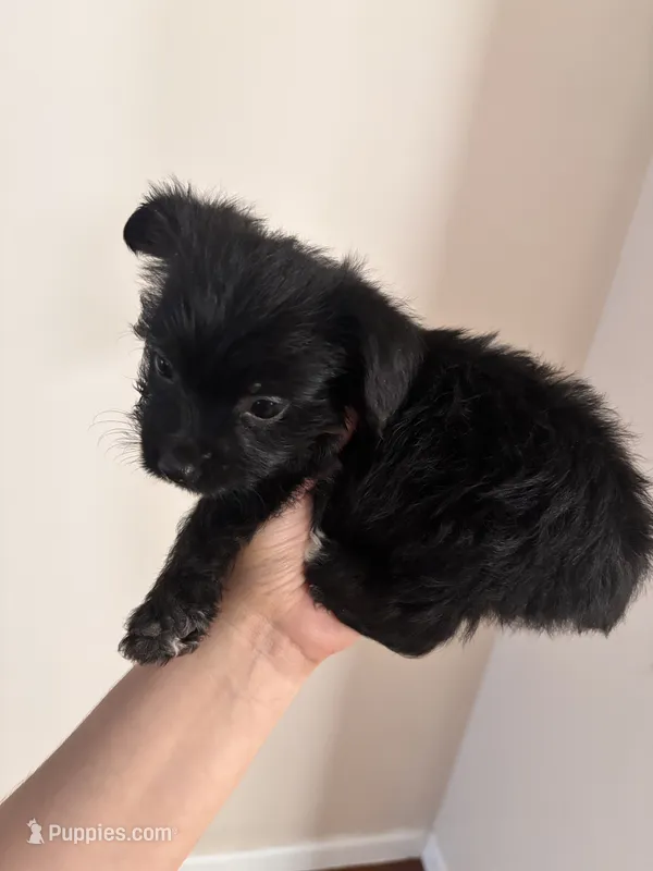 Mochi – Yorkshire Terrier puppy for sale in East Lansing, MI