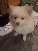 Chunky monkey, a female Pomeranian for sale in Muskegon, MI – 3 of 3