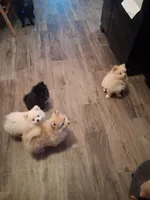 Chunky monkey, a female Pomeranian for sale in Muskegon, MI – 2 of 3