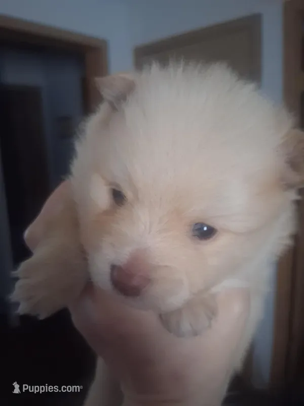 Chunky monkey – Pomeranian puppy for sale in Muskegon, MI