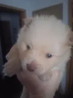 Chunky monkey, a female Pomeranian for sale in Muskegon, MI – 1 of 3