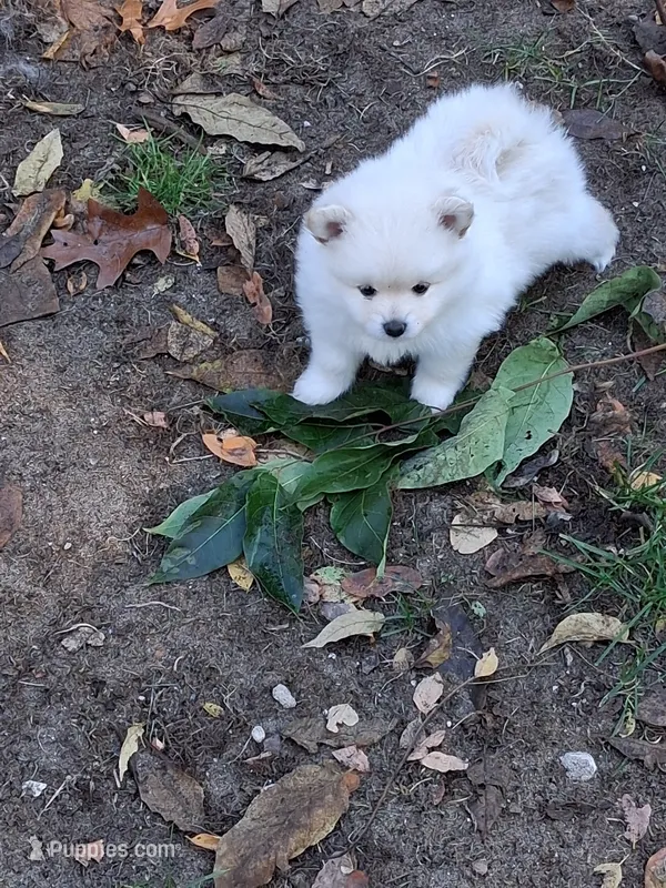 Princess, a female Pomeranian for sale in Muskegon, MI – 1 of 1