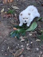 Princess, a female Pomeranian for sale in Muskegon, MI – 1 of 1