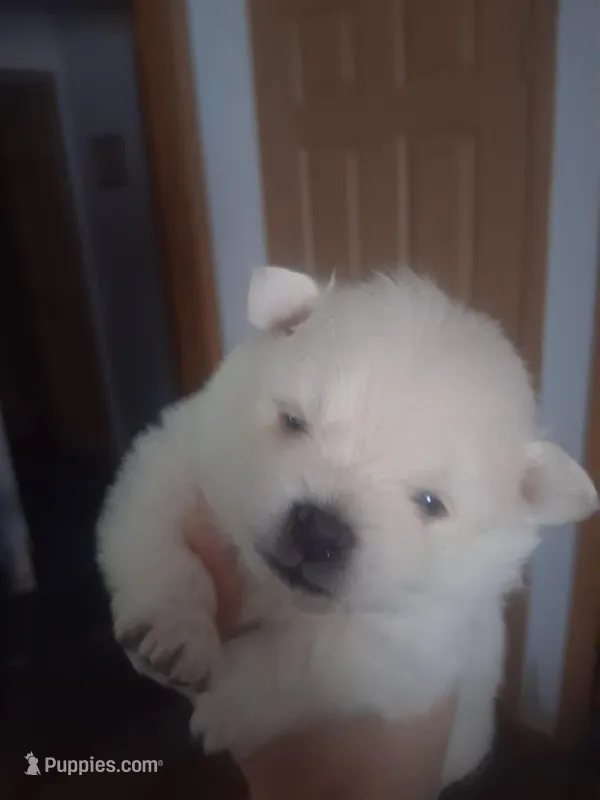 Princess – Pomeranian puppy for sale in Muskegon, MI