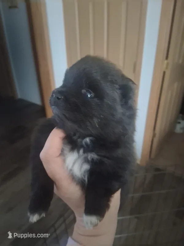 Bootsie – Pomeranian puppy for sale in Muskegon, MI