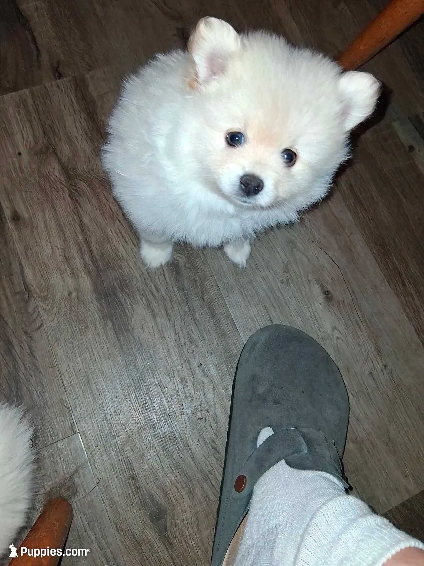 Chunky, a male Pomeranian for sale in Muskegon, MI – 1 of 2
