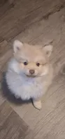 Buddy, a male Pomeranian for sale in Muskegon, MI – 2 of 2