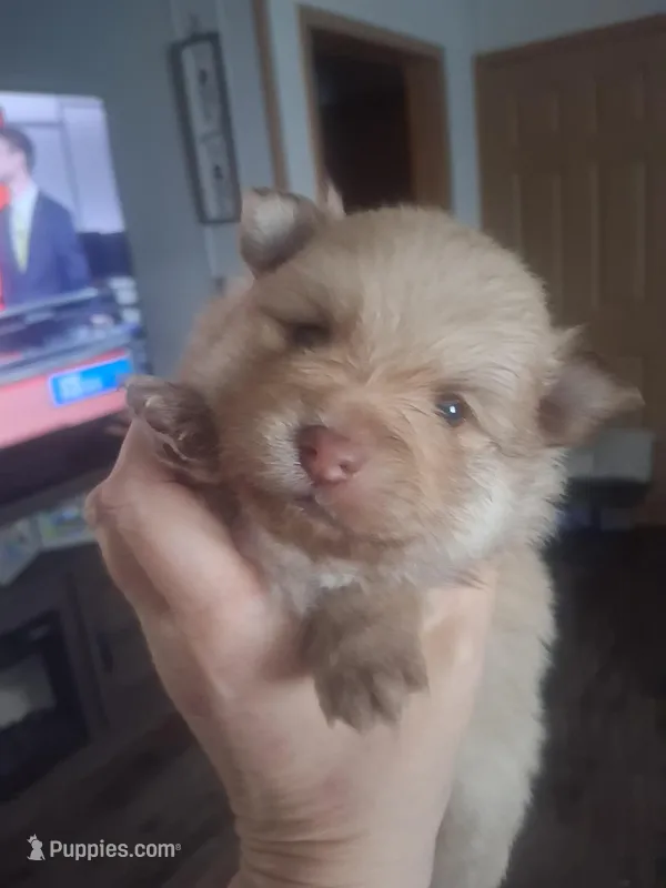 Buddy – Pomeranian puppy for sale in Muskegon, MI