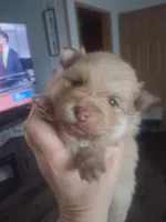 Buddy, a male Pomeranian for sale in Muskegon, MI – 1 of 2