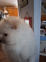 Chunky, a male Pomeranian for sale in Muskegon, MI – 2 of 2