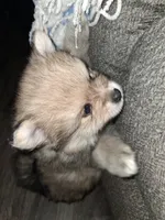 Buddy, a male Pomeranian for sale in Muskegon, MI – 2 of 2