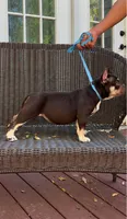 Cleo, a female American Bully for sale in Troy, AL – 2 of 2