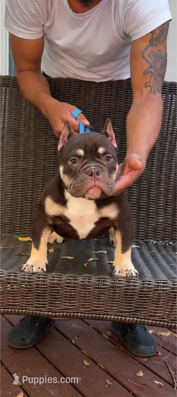 Cleo, a female American Bully for sale in Troy, AL – 1 of 2