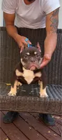 Cleo, a female American Bully for sale in Troy, AL – 1 of 2
