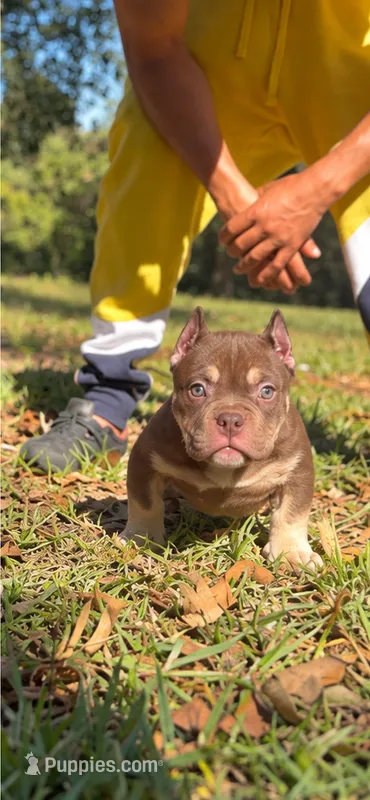 Hershey, a female American Bully for sale in Troy, AL – 1 of 1