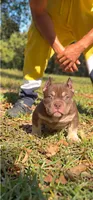 Hershey, a female American Bully for sale in Troy, AL – 1 of 1