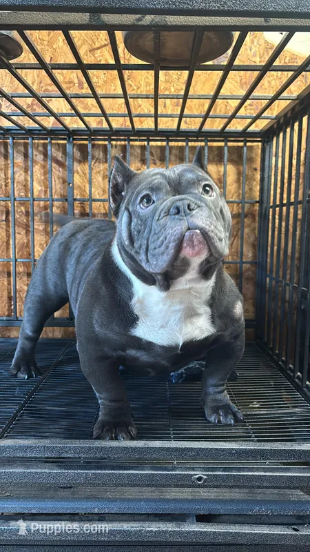 Navee, a female American Bully for sale in Troy, AL – 1 of 1