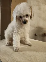 Angelica, a female Poodle - Miniature  for sale in Horseheads, NY – 3 of 3
