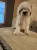 Angelica, a female Poodle - Miniature  for sale in Horseheads, NY – 2 of 3