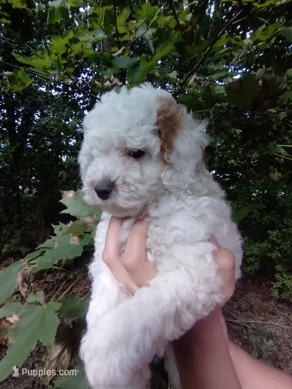 Angelica – Poodle - Miniature  puppy for sale in Horseheads, NY