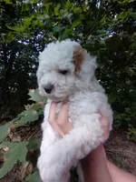 Angelica, a female Poodle - Miniature  for sale in Horseheads, NY – 1 of 3