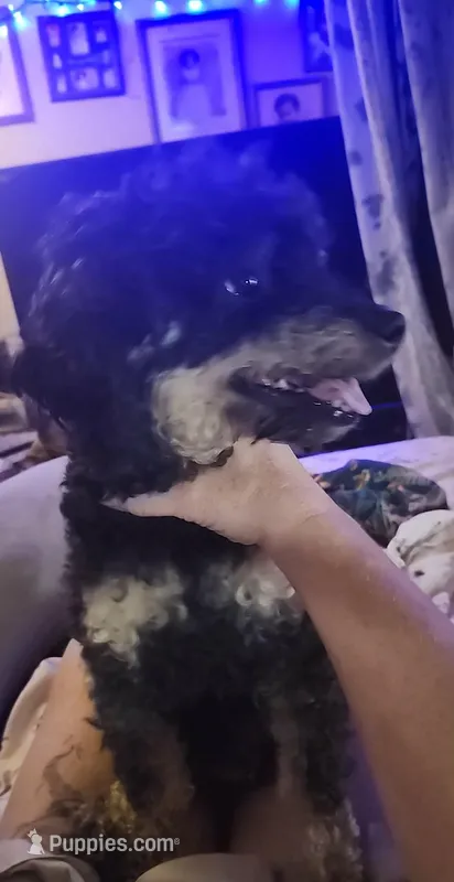 Rosie – Poodle - Miniature  puppy for sale in Horseheads, NY
