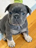 Winnie Pooh, a female French Bulldog for sale in Summit, NJ – 2 of 2