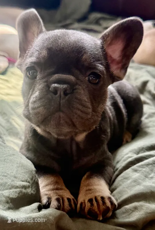 Winnie Pooh – French Bulldog puppy for sale in Summit, NJ