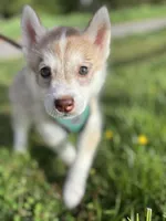 Nova, a female Siberian Husky for sale in Boone, NC – Photo 1 of 3