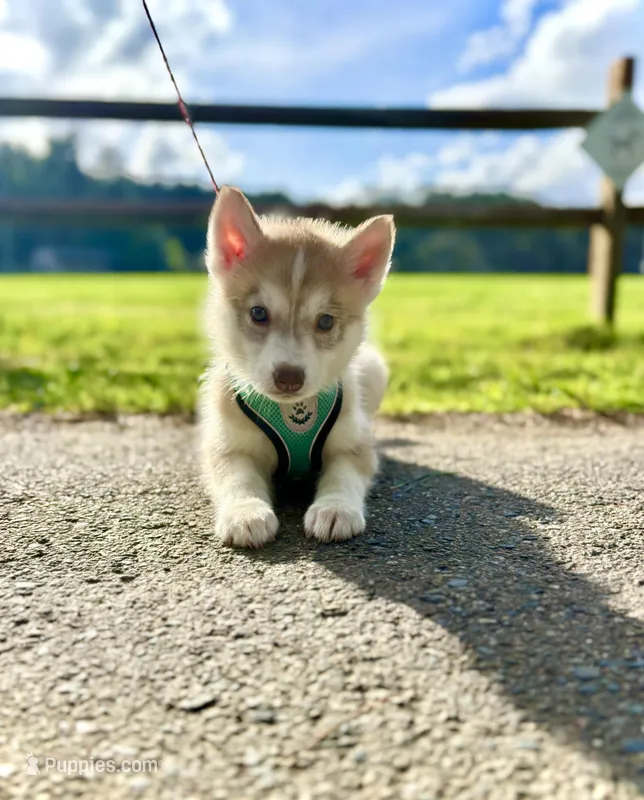 Nova – Siberian Husky puppy for sale in Boone, NC