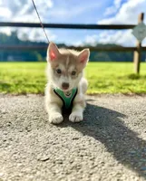 Nova, a female Siberian Husky for sale in Boone, NC – Photo 3 of 3