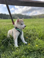 Nova, a female Siberian Husky for sale in Boone, NC – Photo 2 of 3