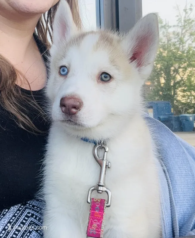 Aspen – Siberian Husky puppy for sale in Boone, NC
