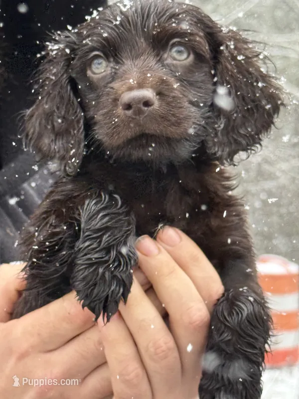 Riley – Boykin Spaniel puppy on hold in Prosperity, SC