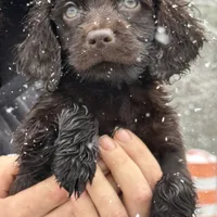 Riley, a male Boykin Spaniel for sale in Prosperity, SC – Photo 1 of 5