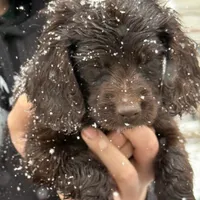 Riley, a male Boykin Spaniel for sale in Prosperity, SC – Photo 4 of 5