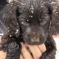 Riley, a male Boykin Spaniel for sale in Prosperity, SC – Photo 2 of 5
