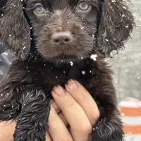 Riley, a male Boykin Spaniel for sale in Prosperity, SC – Photo 5 of 5