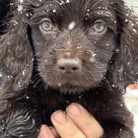 Riley, a male Boykin Spaniel for sale in Prosperity, SC – Photo 3 of 5