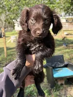Duke, a male Boykin Spaniel for sale in Prosperity, SC – Photo 6 of 6