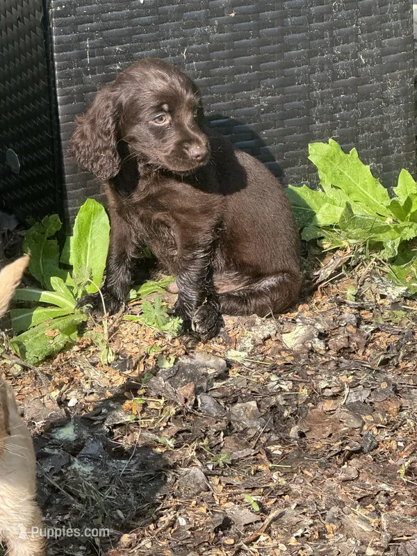 Duke – Boykin Spaniel puppy for sale in Prosperity, SC