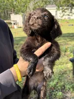 Duke, a male Boykin Spaniel for sale in Prosperity, SC – Photo 2 of 6
