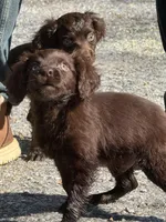 Duke, a male Boykin Spaniel for sale in Prosperity, SC – Photo 3 of 6