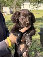 Duke, a male Boykin Spaniel for sale in Prosperity, SC – Photo 5 of 6