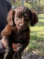 Duke, a male Boykin Spaniel for sale in Prosperity, SC – Photo 4 of 6