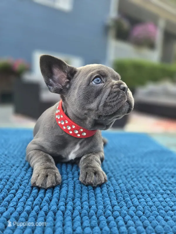 Ryder – French Bulldog puppy for sale in Clarksville, AR
