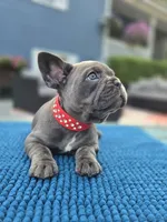 Ryder, a male French Bulldog for sale in Clarksville, AR – 1 of 4