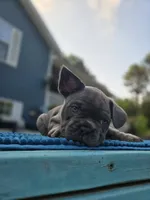 Ryder, a male French Bulldog for sale in Clarksville, AR – 3 of 4