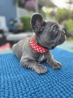 Ryder, a male French Bulldog for sale in Clarksville, AR – 4 of 4