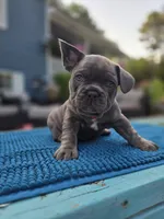 Ryder, a male French Bulldog for sale in Clarksville, AR – 2 of 4